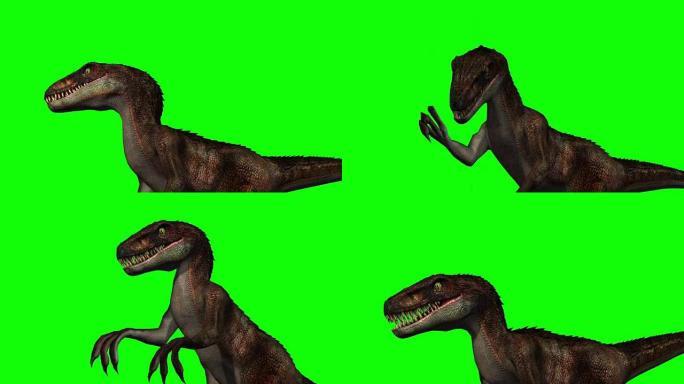 Velocarapor恐龙咆哮-绿色屏幕