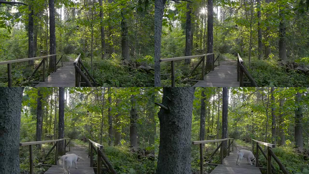 森林中的一座小木桥