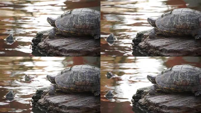 海龟，红耳滑块或 “Trachemys scripta elegans” 在池塘的岩石上晒日光浴，高