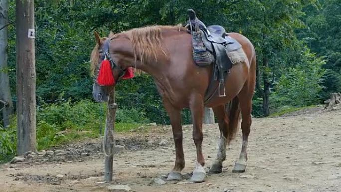 乌克兰喀尔巴阡山脉中，一匹带马鞍的棕色马被绑在一根杆子上。