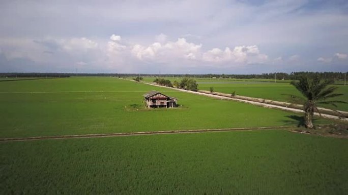 空中视频-被绿色稻田包围的废弃房屋。
