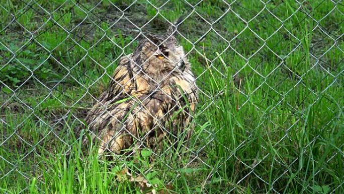动物园动物园围栏后的可爱鸟角鹰猫头鹰布布布