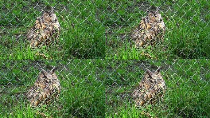 动物园动物园围栏后的可爱鸟角鹰猫头鹰布布布