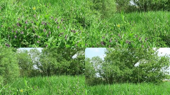 在哈维尔河草甸 (德国) 上生长的草本植物紫草 (symphytum)