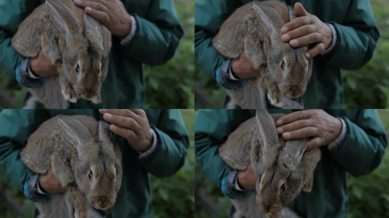 一名男子抱着一只灰色兔子