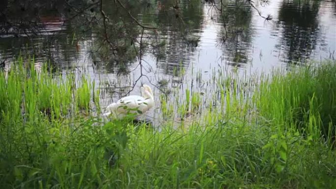 湖上的白色哑巴天鹅