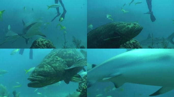 危险鲨鱼水下视频古巴加勒比海