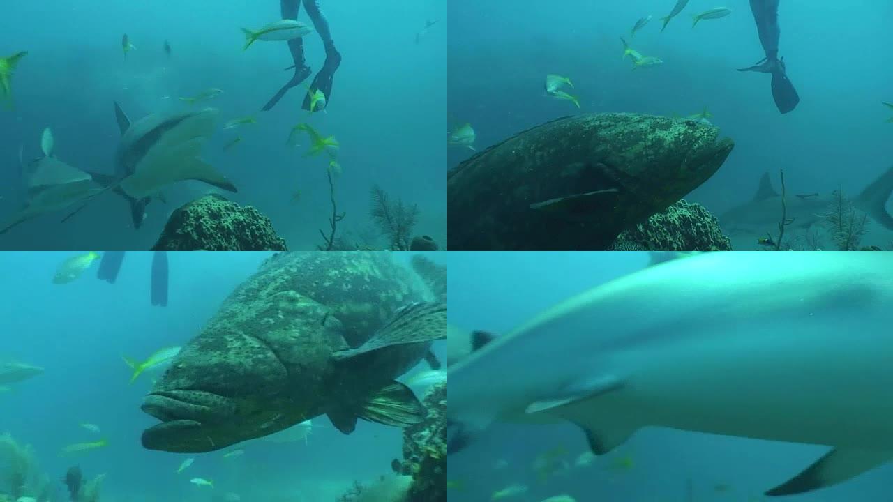 危险鲨鱼水下视频古巴加勒比海
