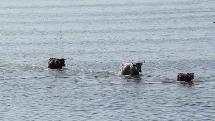 拉脱维亚蓝牛在Engure湖边游泳