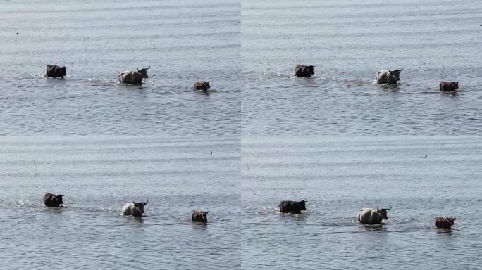 拉脱维亚蓝牛在Engure湖边游泳