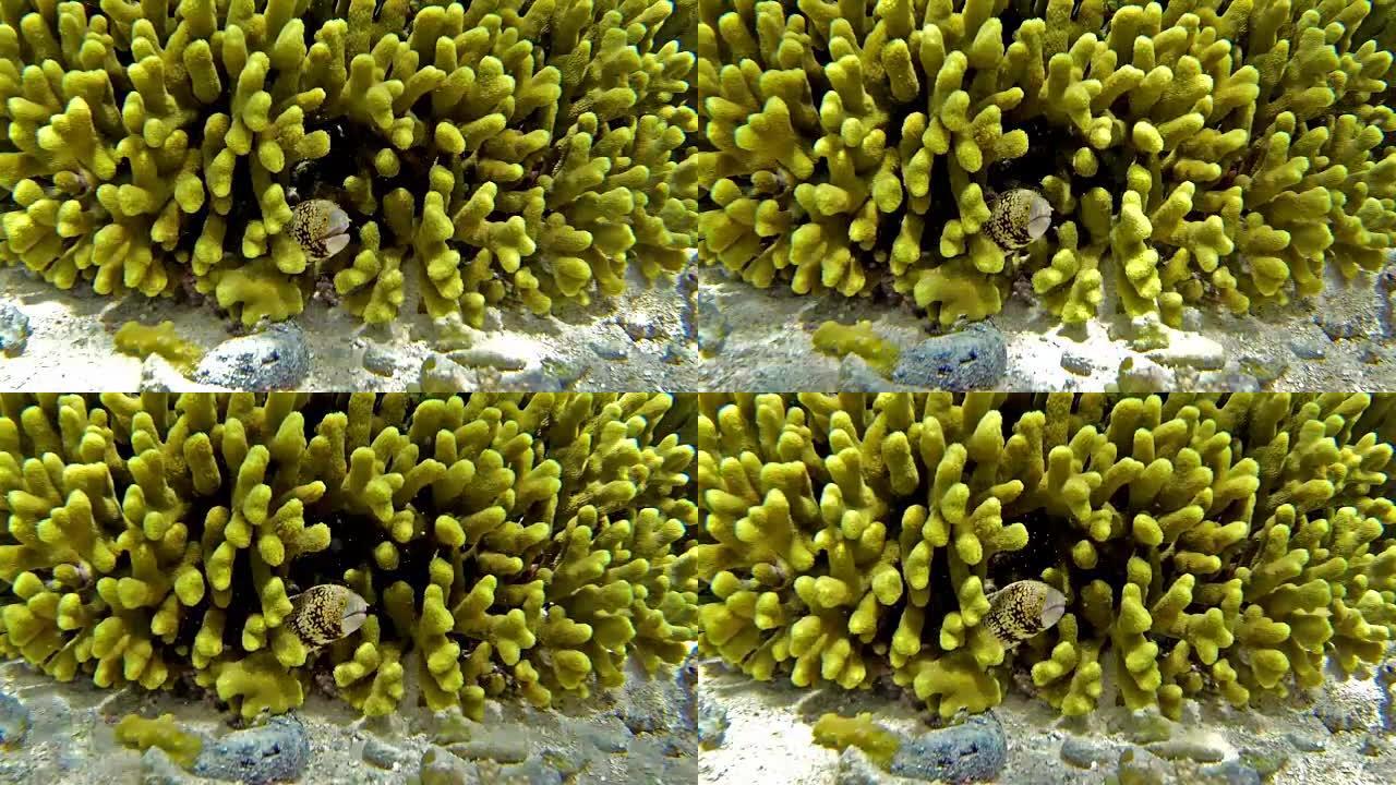 雪花海鳗-关岛水下