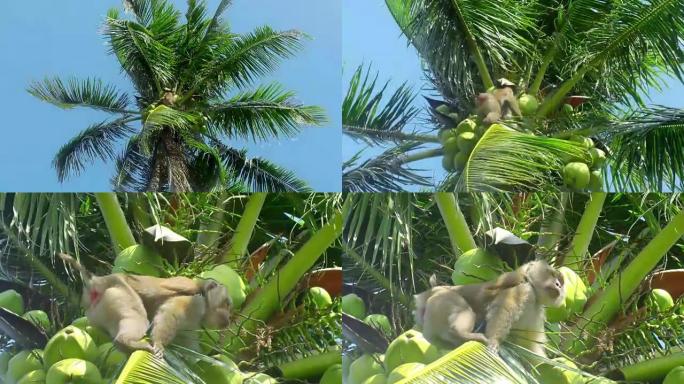 美丽的射击猴子做工作，椰子