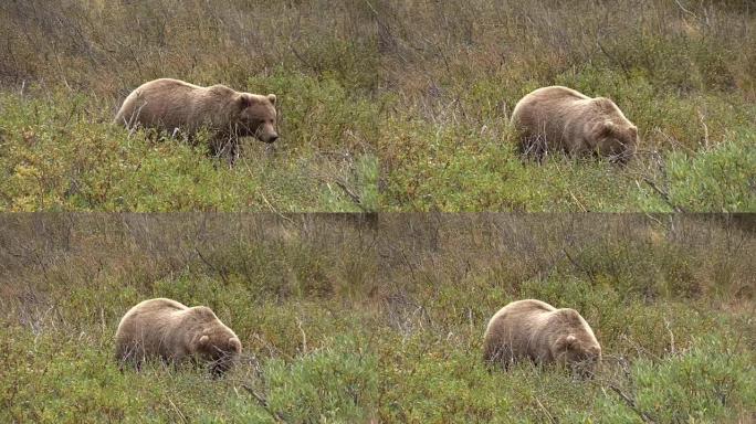 灰熊喂食