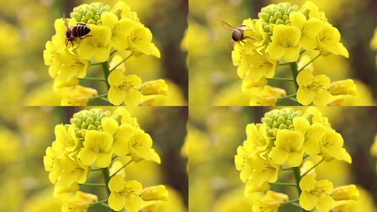 春天盛开的菜花与蜜蜂