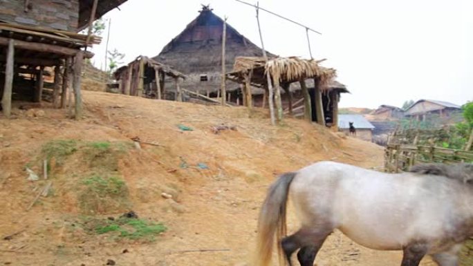 老挝庞萨利土著土著部落阿卡部落村的马