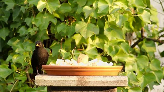 黑鸟观察吃面包