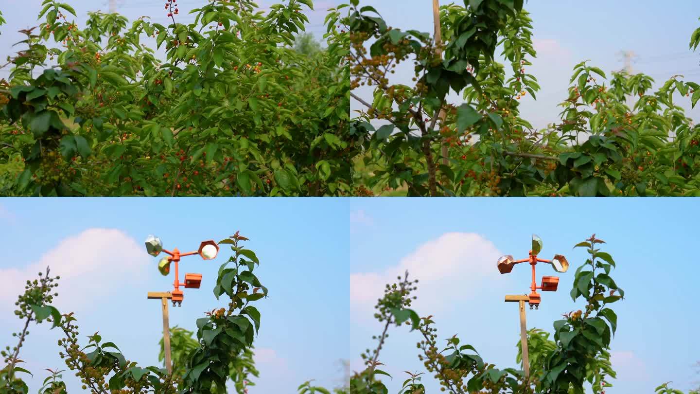 樱桃园里的驱鸟设备摇摄镜头