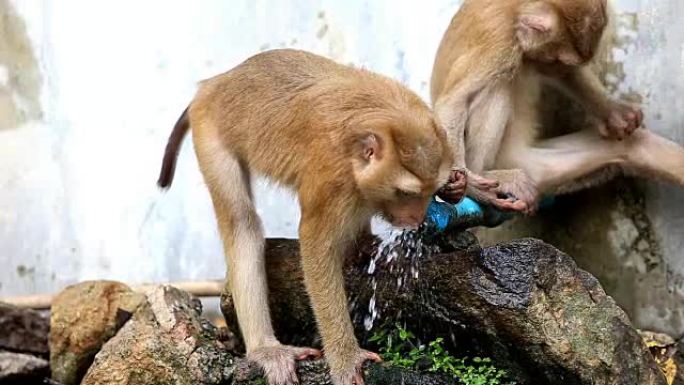 猴子喝水