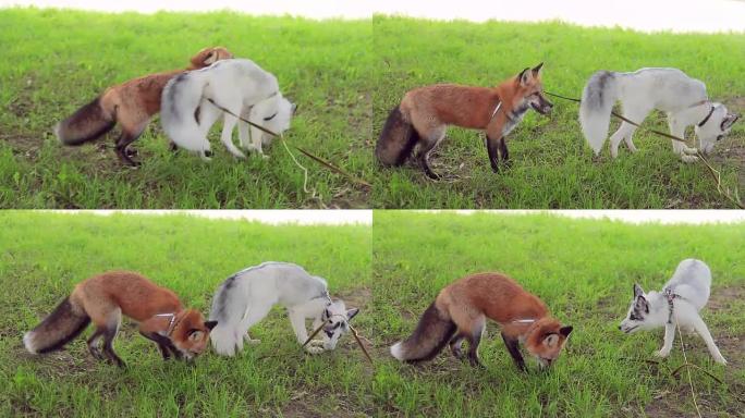 年轻美丽的狐狸在夏天的公园户外跑步特写