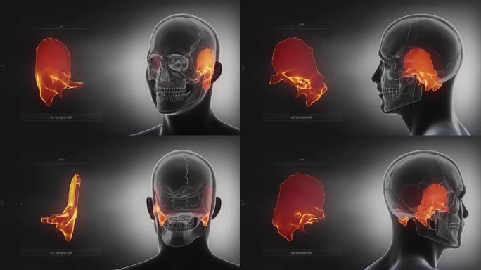 黑色x射线头骨动画-颞骨-颞