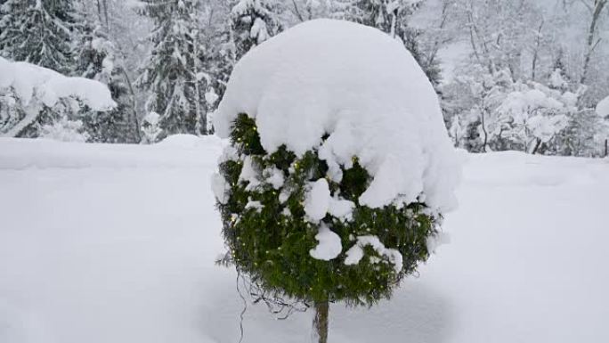 院子上的一棵树被雪覆盖