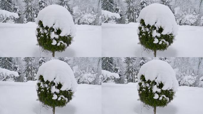 院子上的一棵树被雪覆盖