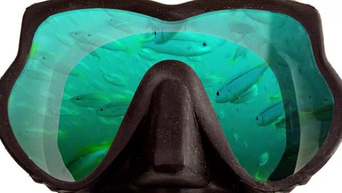 浮潜潜水的面具眼镜中反映了大量的热带鱼