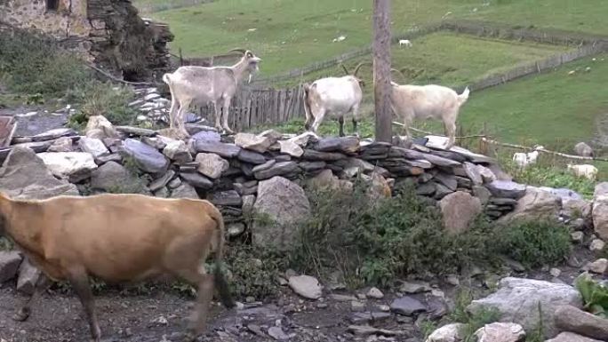 山村里的奶牛和山羊。