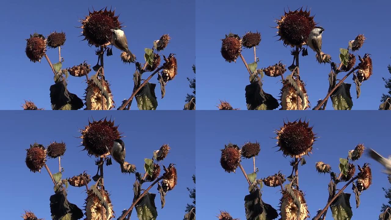 向日葵种子头上的Parus palustris
