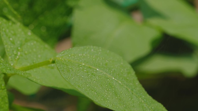 下雨雨势逐渐加大