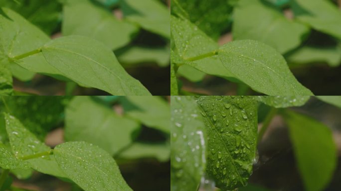 下雨雨势逐渐加大