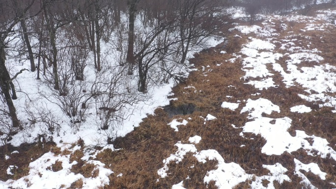 雪景 林中雪 南方雪 荒凉 苍茫