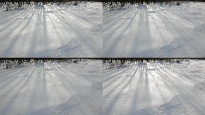 冬季雪场。树木的阴影。