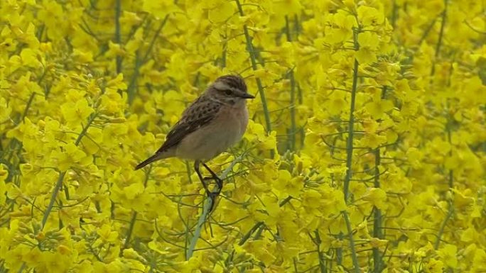 布朗罗宾-萨克斯科拉·鲁贝特拉-Whinchat