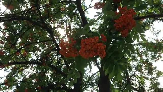 绿色叶子的树上的红色成熟罗文浆果。