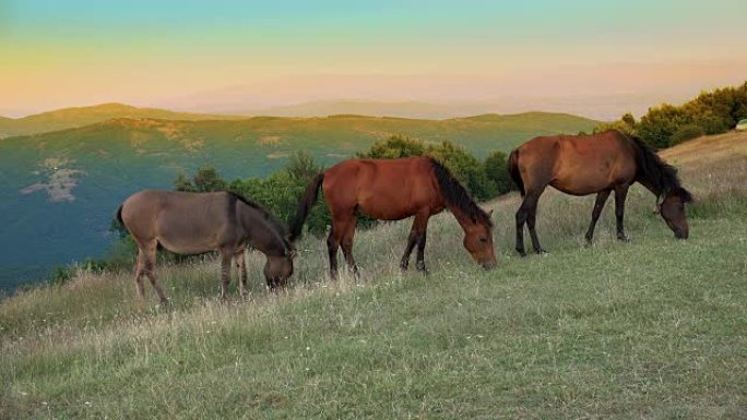 三匹马在高海拔山地日落的牧场草地上放牧