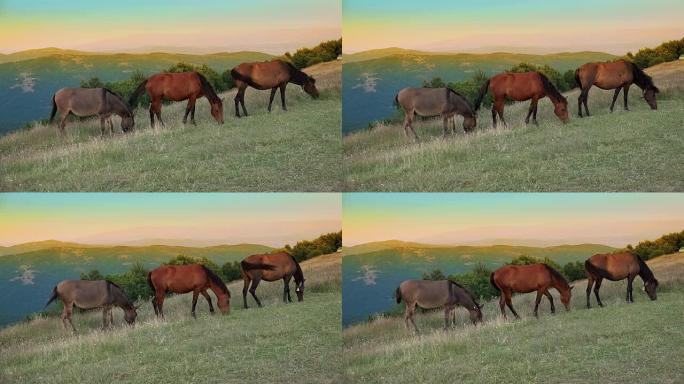 三匹马在高海拔山地日落的牧场草地上放牧