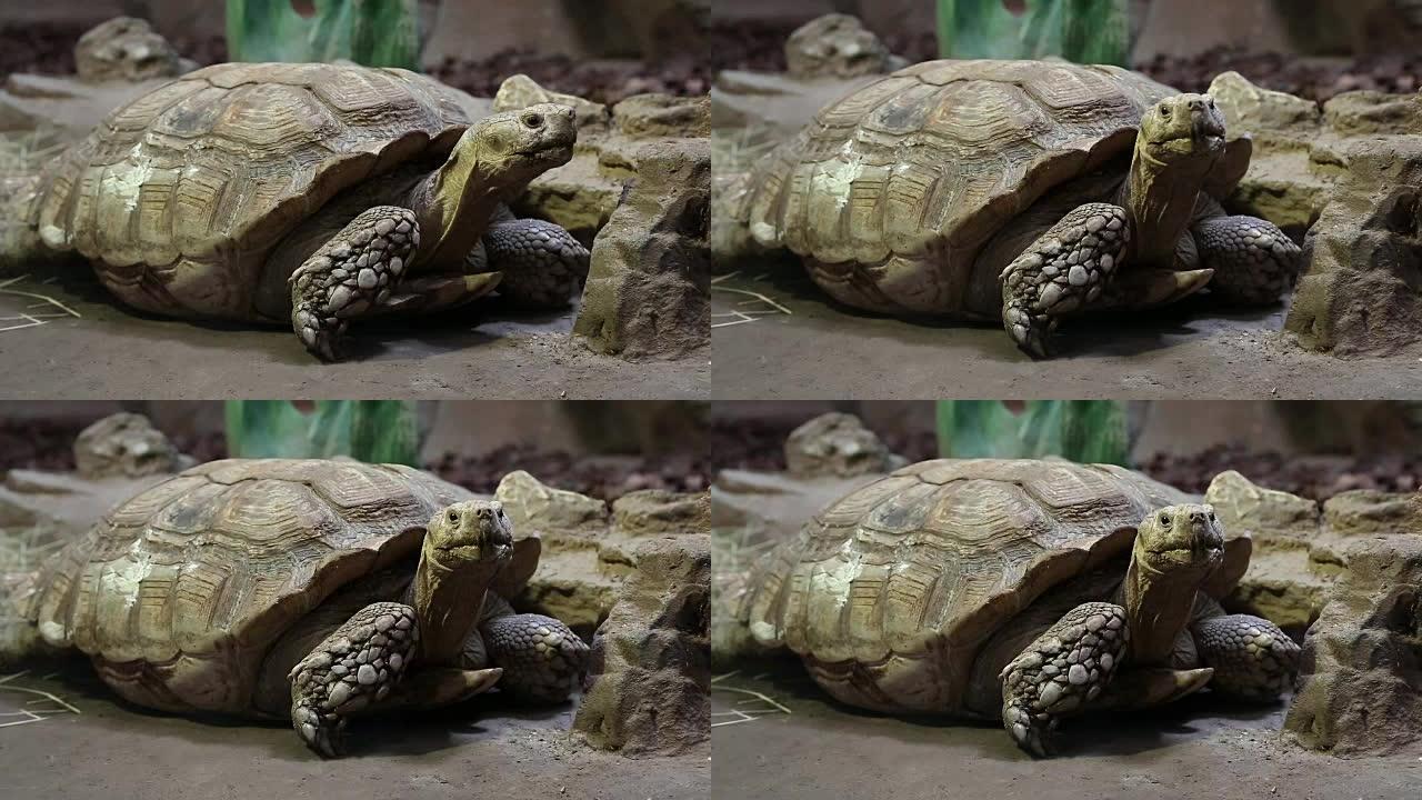 动物园中的乌龟