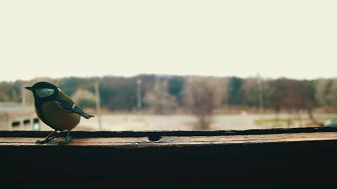 鸟山雀在木制窗台上吃面包
