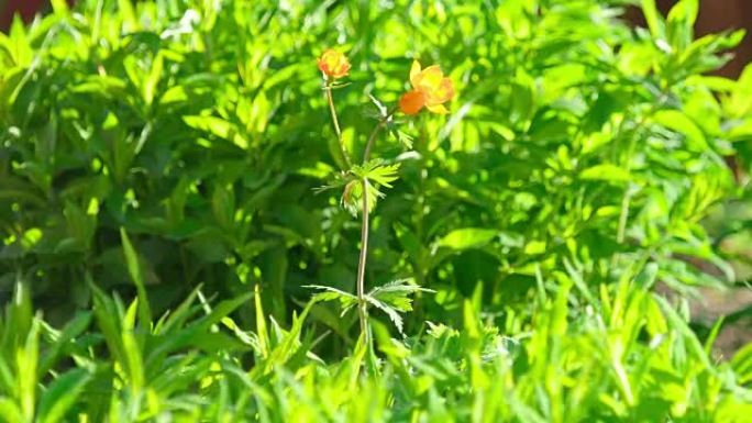 亚洲金莲花橙色花