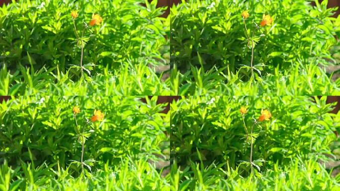 亚洲金莲花橙色花