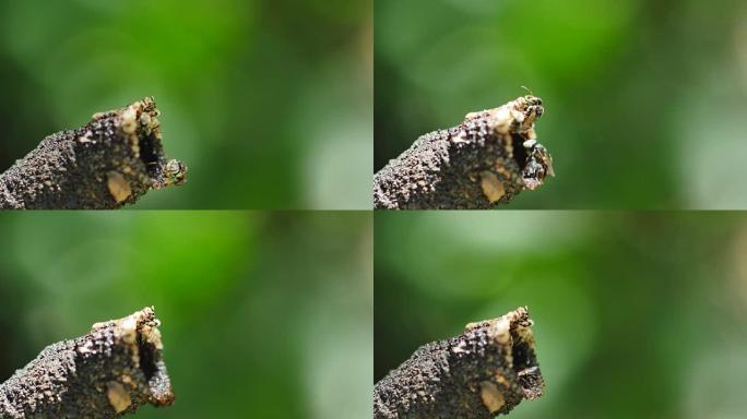 无刺蜜蜂在蜂巢中飞翔寻找蜜露。