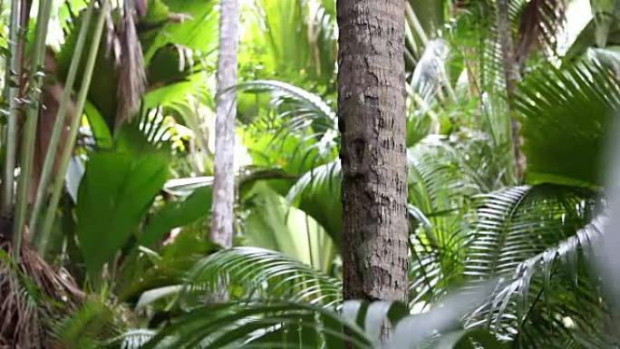 棕榈树森林，普拉兰岛，塞舌尔