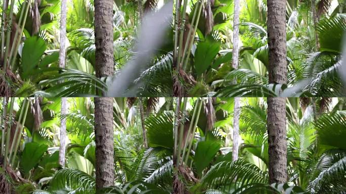 棕榈树森林，普拉兰岛，塞舌尔