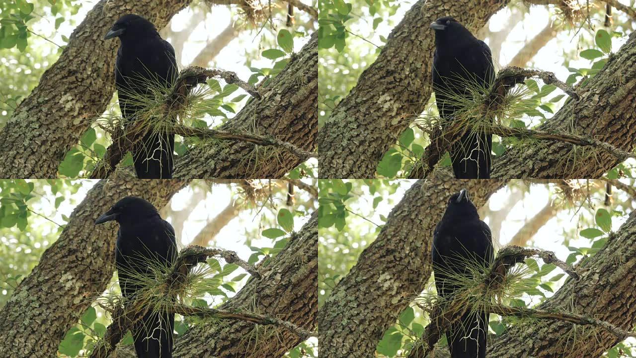 乌鸦乌鸦黑鸟全身栖息在树上