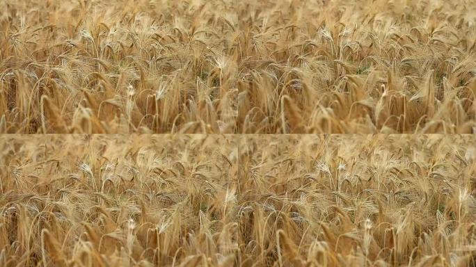 成熟的麦穗在田间摇摆，用于背景