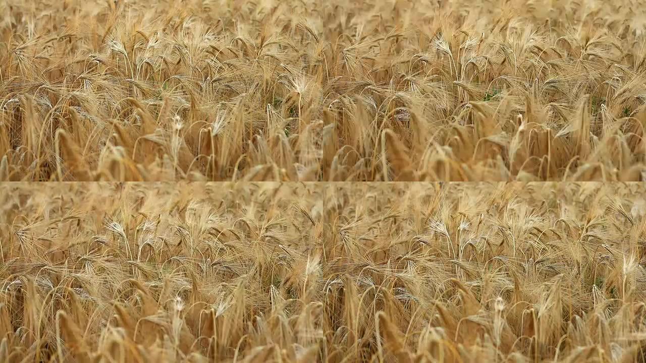 成熟的麦穗在田间摇摆，用于背景