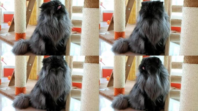 黑毛波斯猫坐着