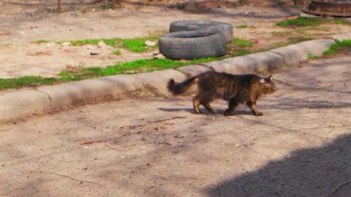 野猫正在过马路。雄猫走在街上