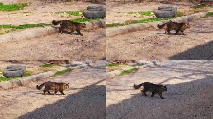 野猫正在过马路。雄猫走在街上